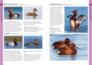 Vogelgids Pocket Photo Guide Birds of Italy | Bloomsbury