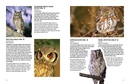 Vogelgids Kgalagadi Self-Drive Birds | HPH Publishing