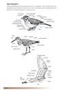 Vogelgids Birds of Oman | Bloomsbury